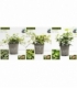 Hedera