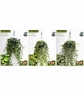 Hedera