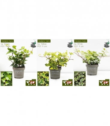 Hedera