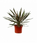 Yucca