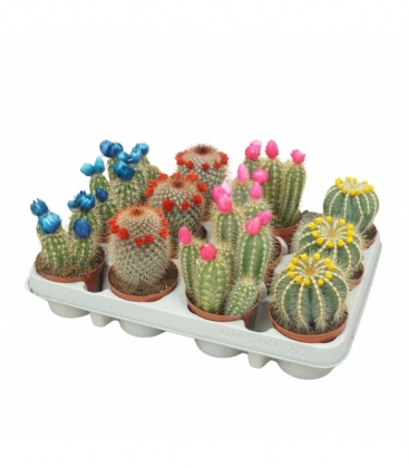Cactus