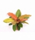Philodendron
