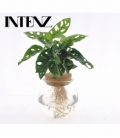 Monstera