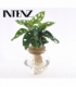 Monstera