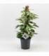 Epipremnum