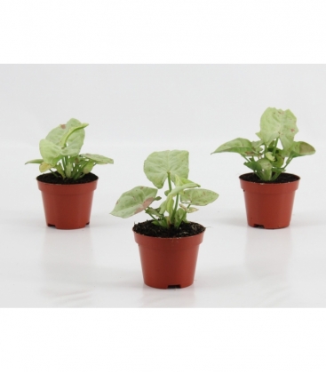 Syngonium