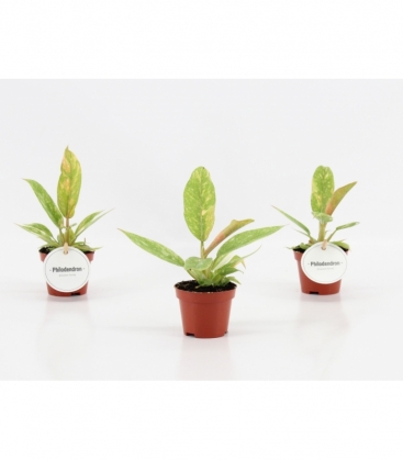 Philodendron