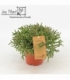 Rhipsalis