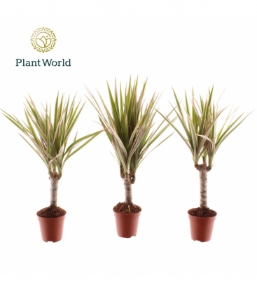 Dracaena