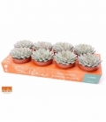 Echeveria