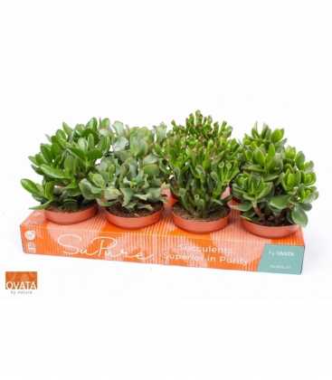 Crassula