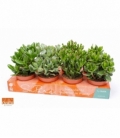 Crassula