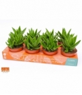 Aloe