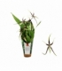 Brassia