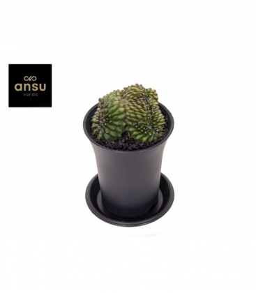 Cactus/succulenten