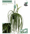 Lepismium