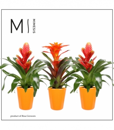 Bromelia