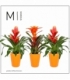 Bromelia