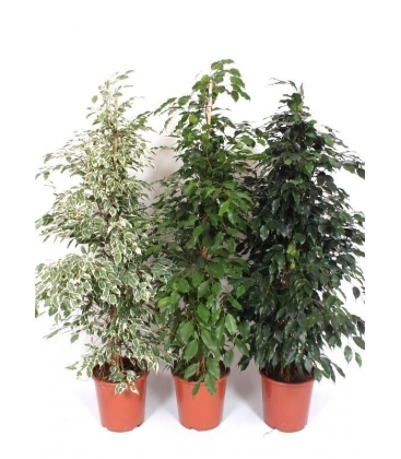 Ficus