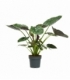 Alocasia
