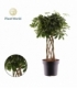 Schefflera