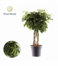 Schefflera