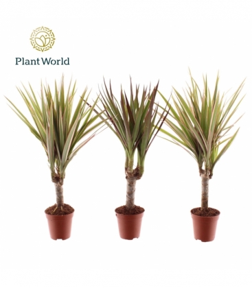 Dracaena