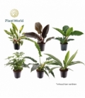 Philodendron