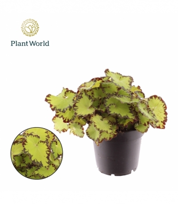 Begonia