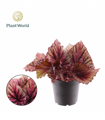 Begonia
