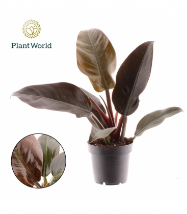 Philodendron