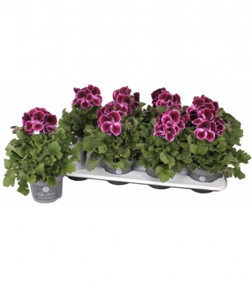 Pelargonium