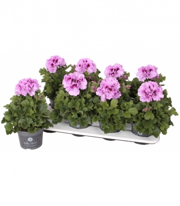 Pelargonium