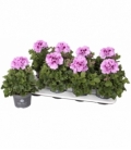 Pelargonium