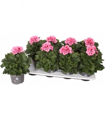 Pelargonium