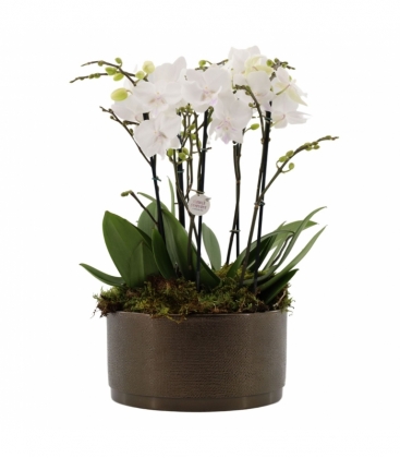 Phalaenopsis
