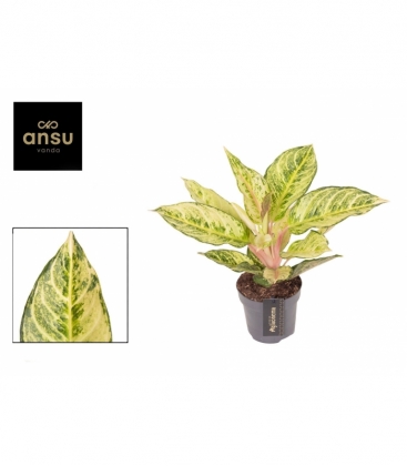 Aglaonema