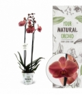 Phalaenopsis