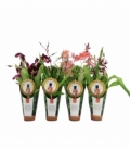 Orchids