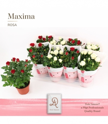 Rosa