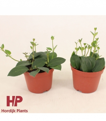 Aeschynanthus