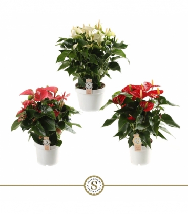 Anthurium
