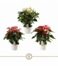 Anthurium