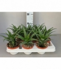 Aloe
