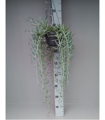 Senecio