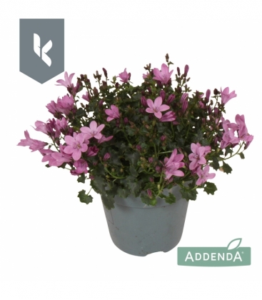 Campanula