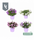 Campanula