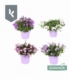 Campanula