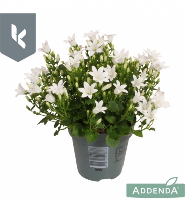 Campanula