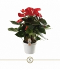 Anthurium